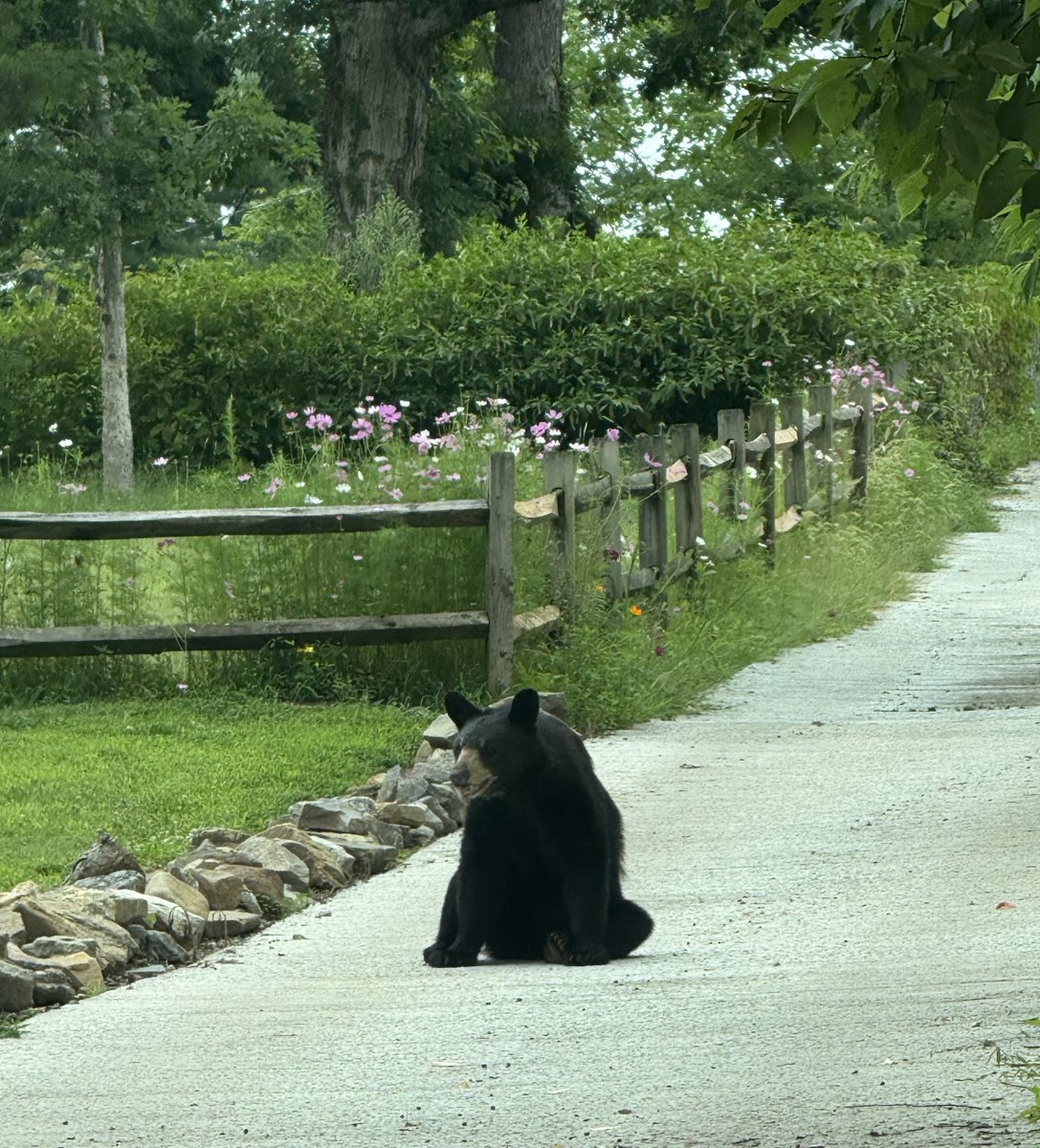 icewaterenjoyer's tweet photo. He doesn’t know he’s directly in my way https://t.co/wu1EmSqwrE