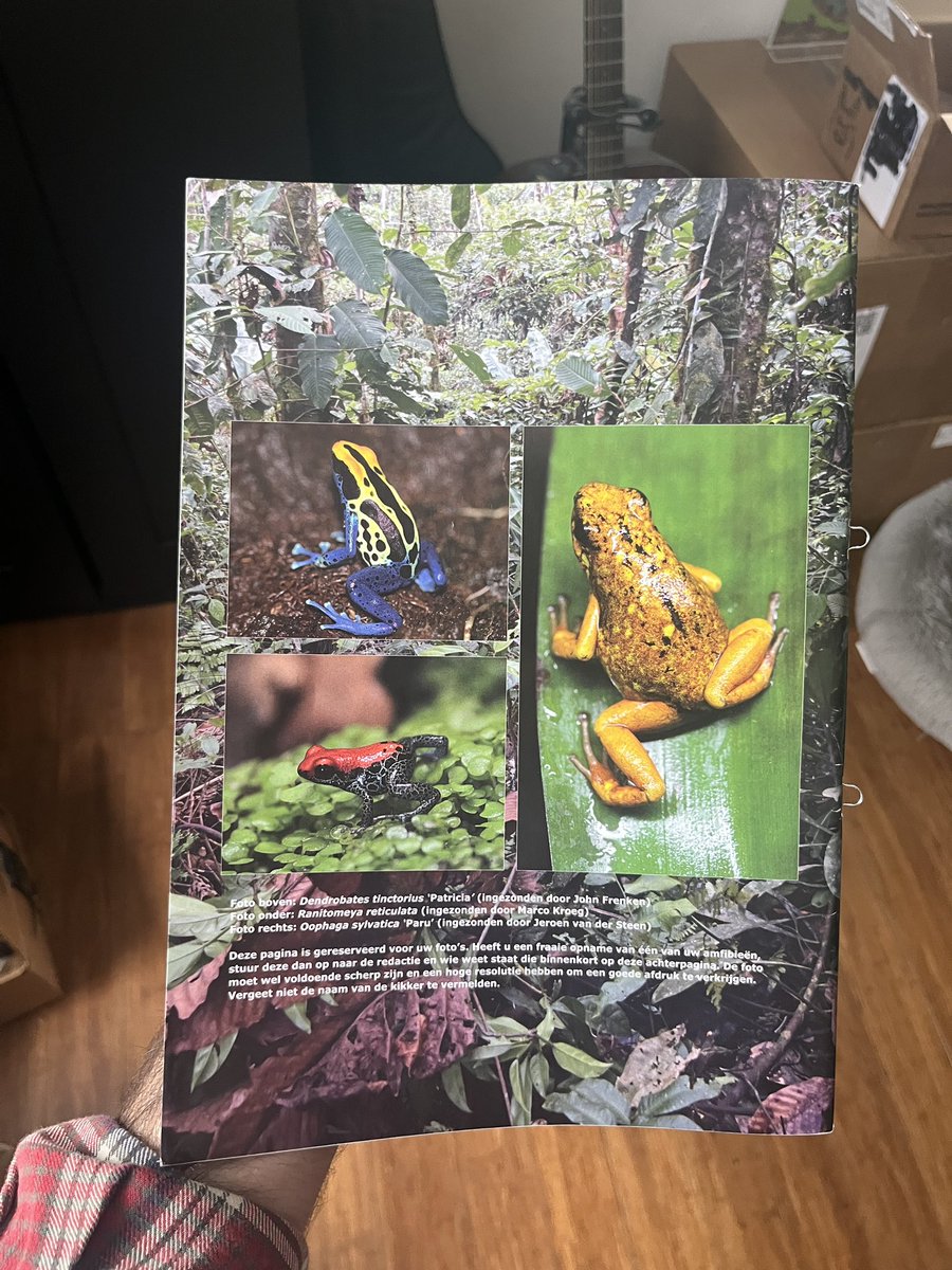 beetlemoses's tweet photo. Over a year ago, a Dutch frog science magazine emailed me asking if they could include my comic in their upcoming dart frog issue. They interviewed the scientist who first described the blue poison dart frog; he had seen/liked the comic. They sent me a copy, which just arrived: https://t.co/v5Hr2QfzsU