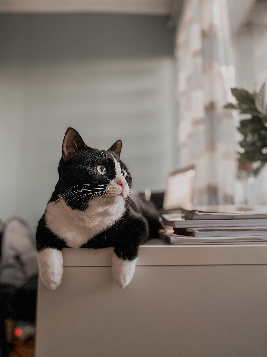 Patrici88766789's tweet photo. Nothing beats a quiet evening with my fur ball—soft purrs, warm snuggles, and all the calm I need after a long day.  #PetLove #CompanionPets， https://t.co/fT2g92OmhS