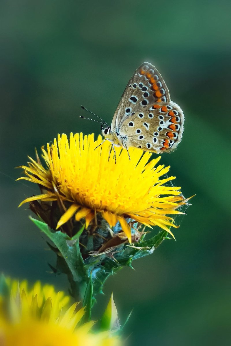 mshafqat72's tweet photo. π¦πΌ The beautiful Common Blue butterfly (Polyommatus icarus) rests gracefully on a golden yellow flower, creating a perfect harmony of colours and life. πΏ
#PolyommatusIcarus #CommonBlueButterfly #ButterflyPhotography #NatureBeauty #Wildlife #FloralBeauty π¦ https://t.co/zctXHVLydt
