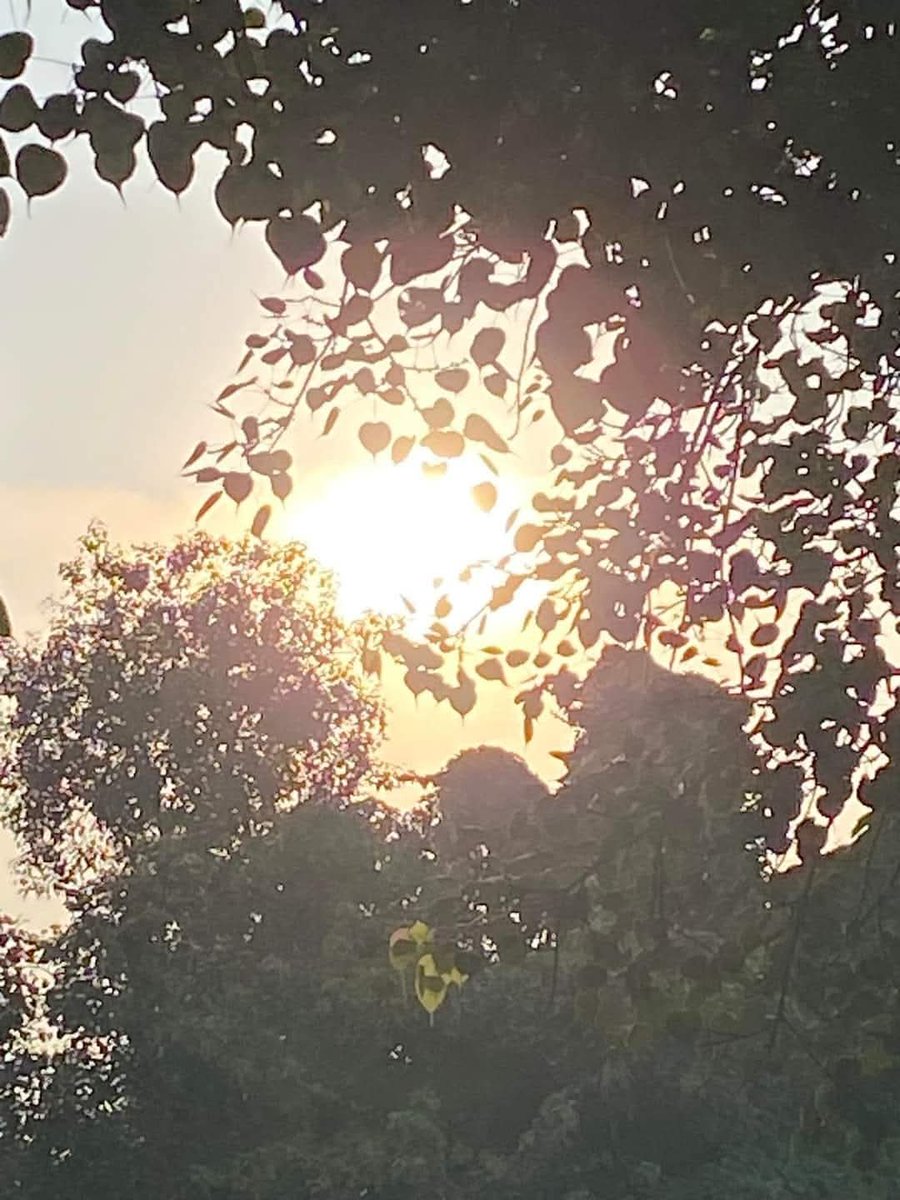 lightseekerusha's tweet photo. Her heart bloomed sunflowers so she would always face the light.
- Gemma troy
#NatureLover #NatureDiary #TreeLover https://t.co/P8oZlj0mxy