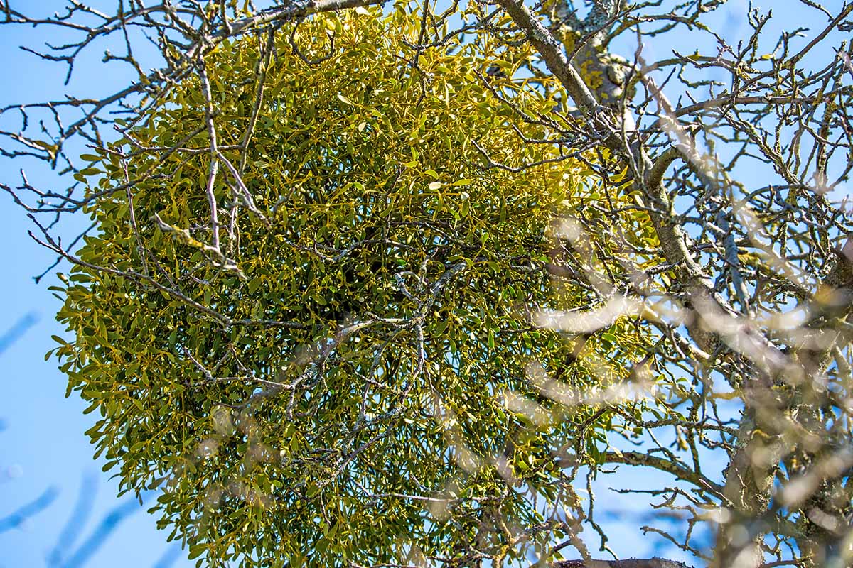 Gardeners_Path_'s tweet photo. How to Control Invasive Mistletoe - Although it can look nice when used as holiday decor, you don't want invasive mistletoe growing in your landscape. Learn how to control these plants on Gardener's Path. #mistletoe #gardeningtips #gardening https://t.co/tKV96mf1DO https://t.co/t5CIhlPWDP