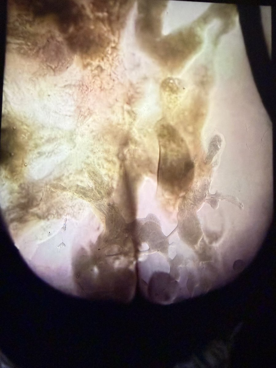 FuckHunsen's tweet photo. @cumtribute_th4 https://t.co/At0qS4eFaq