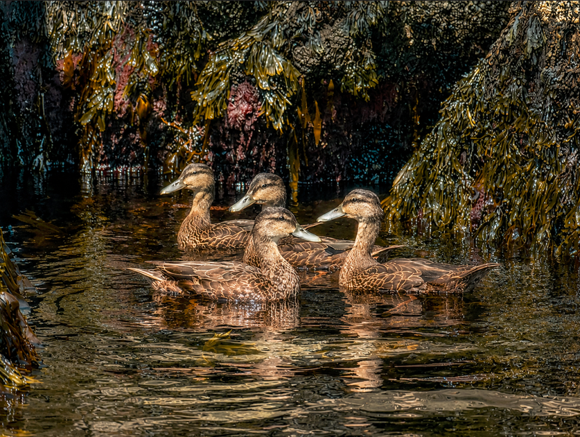 mikep_lbi's tweet photo. Common Eider ducks https://t.co/7HmPetbk6o
