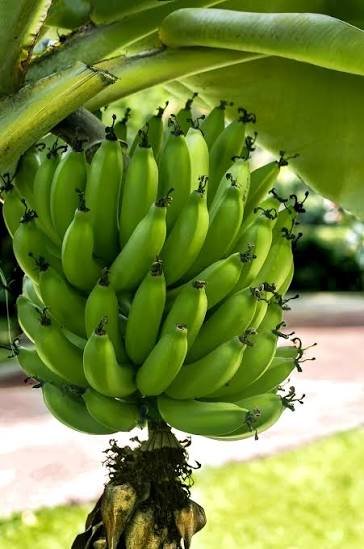fasp052000's tweet photo. Ustedes recuerdan lo plátanos, guineos, bananos creciendo hacia arriba? Yo los recuerdo hacia abajo https://t.co/YtT5lLdoDA
