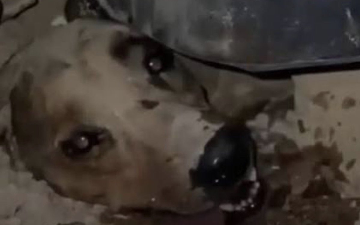 notipromar's tweet photo. Caracas se moviliza en las calles y exige justicia por el asesinato de la perrita Mariposa

Centenares de ciudadanos, activistas, protectores independientes y miembros de distintas organizaciones de bienestar animal tomaron las calles del centro de Caracas para manifestar su rotundo rechazo al asesinato de la perrita «Mariposa» y exigir cese al maltrato animal en el país.

Con pancartas, globos y la compañía de sus mascotas, los manifestantes marcharon concentrándose en importantes arterias viales de la capital. Bajo las consignas coordinadas de «¡No al maltrato animal!» y sosteniendo pancartas con mensajes como «Ley Mariposa: Exigimos Justicia» y «¡Ya basta!»

¿Quién era Mariposa y por qué se convirtió en símbolo de lucha?

Mariposa era una perrita comunitaria que cobró especial notoriedad y el afecto de la comunidad tras haber sido rescatada con vida de entre los escombros de una estructura colapsada, demostrando una notable capacidad de supervivencia.
Sin embargo, tras superar aquella tragedia, fue víctima de un vil y cruel ataque físico en Caracas que le causó la muerte.