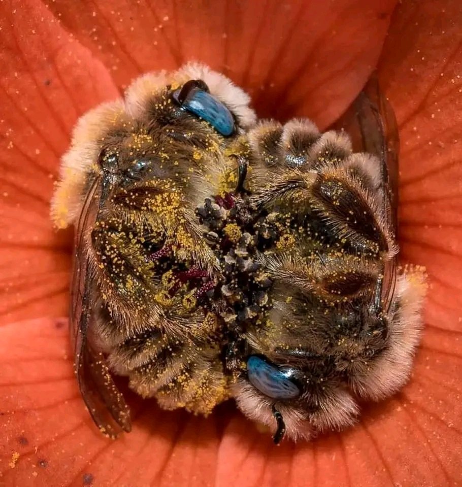 Ezekle1's tweet photo. @AMAZlNGNATURE A couple of bees napping in a flower.
The bees sleep 5 - 6 hours in 24 hours period and many bees hold each other's legs as they sleep. Some native bees sleep in the flowers. 
Photo: Joe Neely https://t.co/2v03qb5GeB