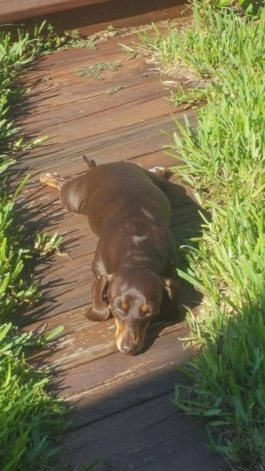salsichinhas's tweet photo. Um chocolatão derretendo no sol https://t.co/h8zXyOG4M1
