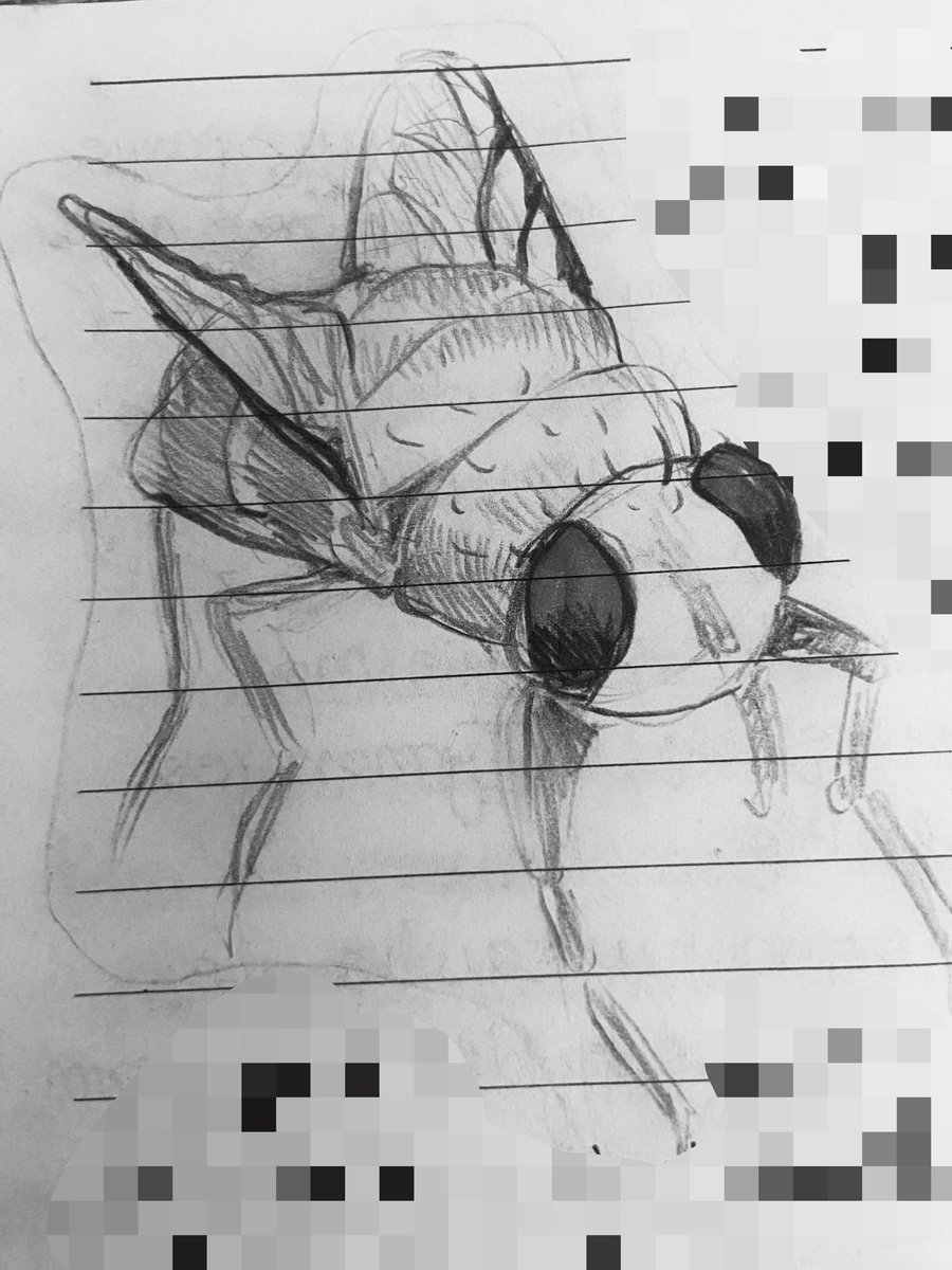 cutiepiezzo's tweet photo. fly drawing https://t.co/EmFPpWwTAG
