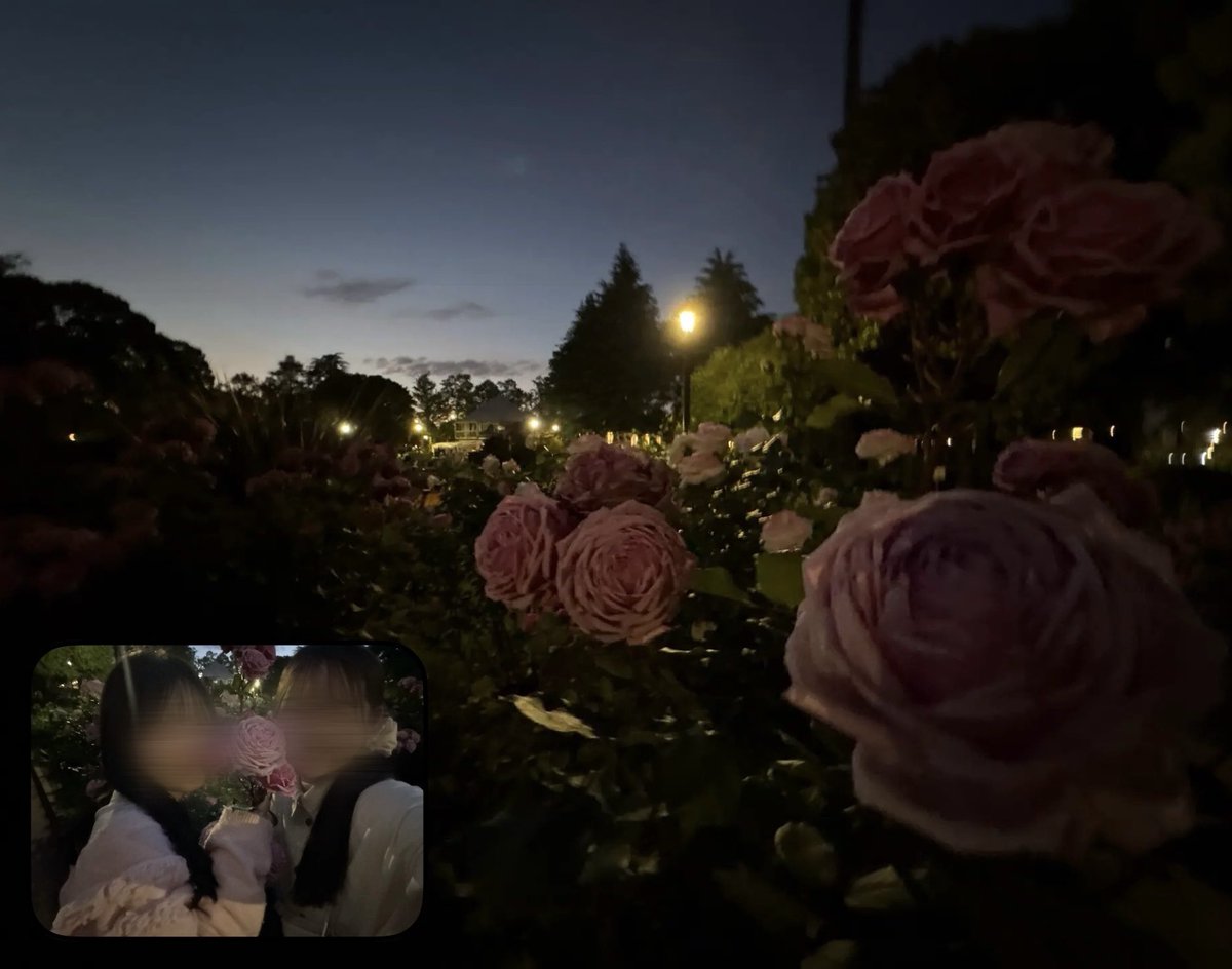 uuuny00's tweet photo. 別の日にみれた夜バラも素敵すぎたの！
彼女と過ごせた春、色んなお花をみれて楽しかったし幸せな思い出！ https://t.co/rOUl9UarNQ
