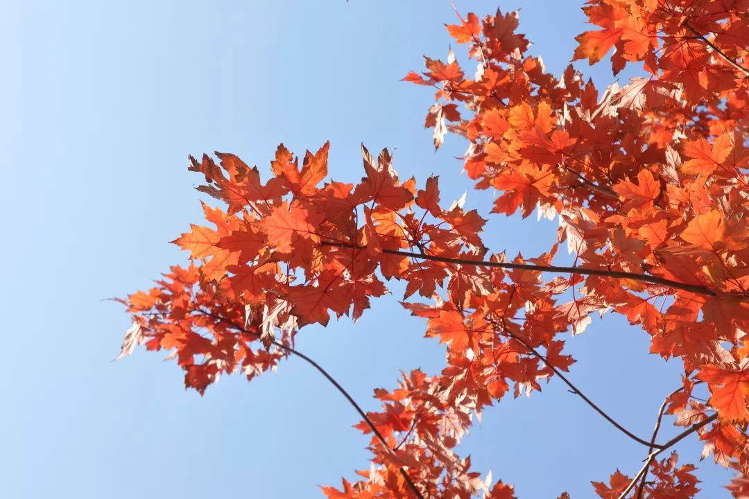 FlorenceBesd's tweet photo. Just woke up to the first crispy autumn breeze and golden sunlight filtering through maple leaves  Fall vibes are officially here! https://t.co/Nexspk39A5