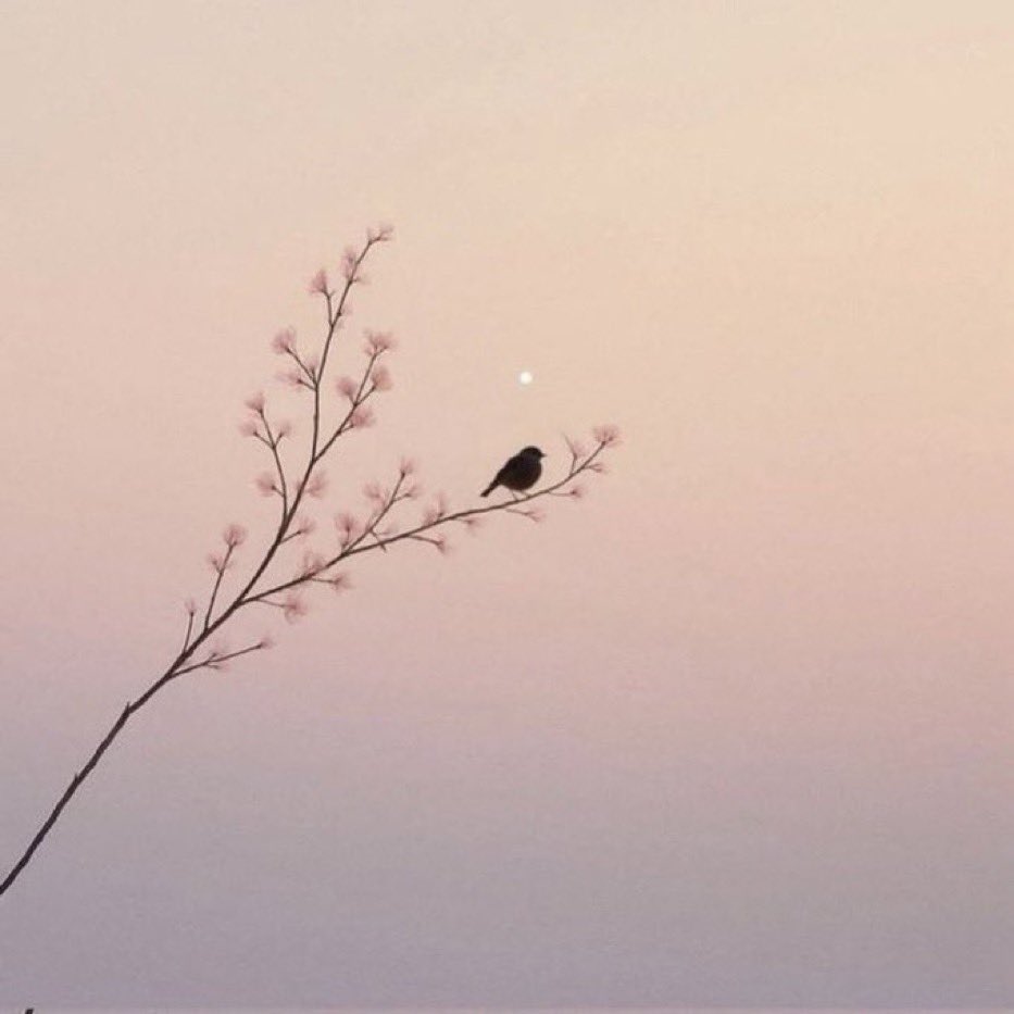 perennialmystic's tweet photo. “I have often regretted my speech, never my silence.”

~ Publilius Syrus https://t.co/a5CWQfLwCr