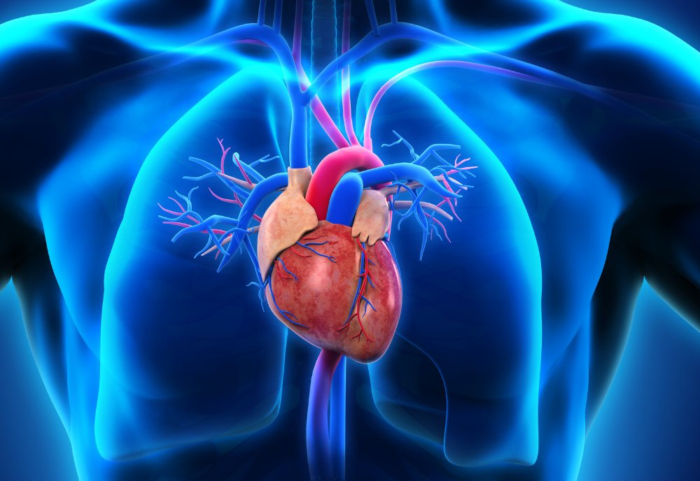 Lockwood_MD's tweet photo. Here’s important new research on Duchenne muscular dystrophy from @USFHealthMed scientists: They’ve identified a potential pathway that might help preserve heart function in people with this devastating disease. Kudos to #USF Drs. Da-Zhi Wang, John Mably, and Gabriela Diniz and the rest of their research team for this exciting step forward.

👉Learn more: https://t.co/cbTEZXfjiY