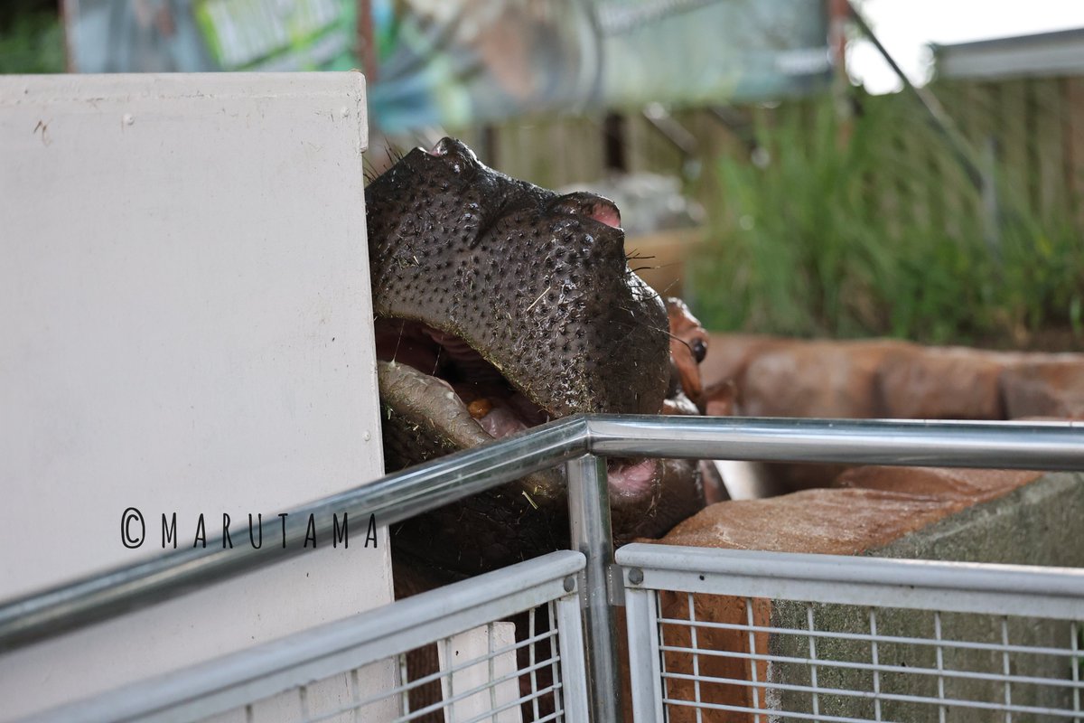 teichan2014's tweet photo. 明日もサマーナイトZOOです🦛
2026.7.25
#まんぷく　#カバ　#東武動物公園 https://t.co/DP8lFqGuIv