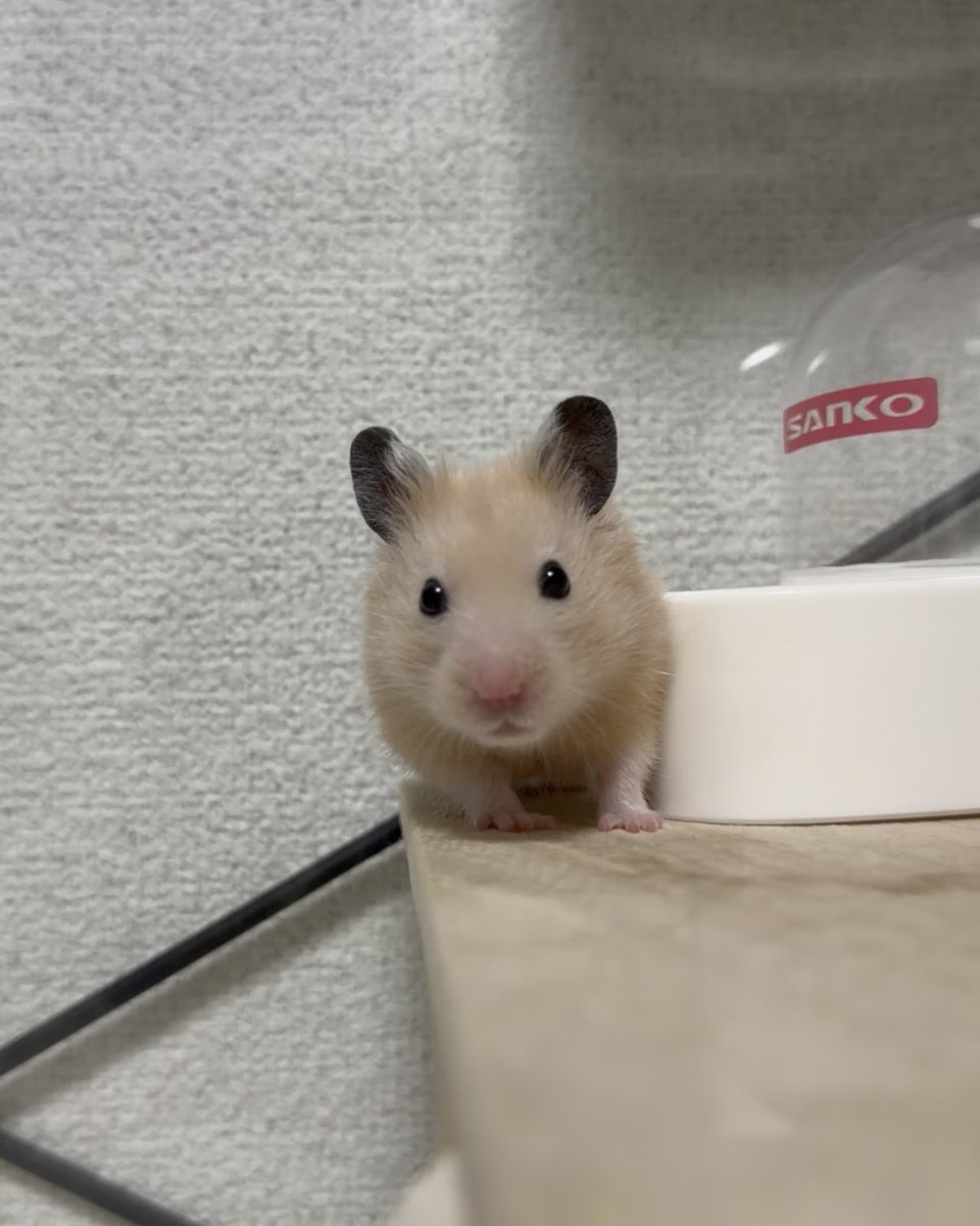 99_kuku_cq's tweet photo. 大きくはなったけどまだまだ幼いね
あと耳が顔に対してデカい https://t.co/z5c25LDW2v