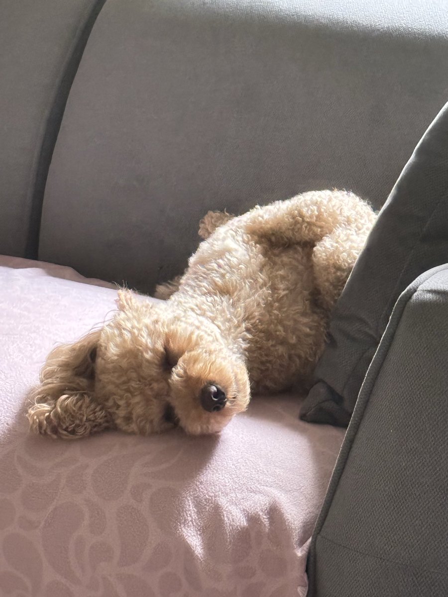 PofidikTeddy's tweet photo. Bugüm uyiçam ses yapmayım tmm https://t.co/kj3EaTAbzE