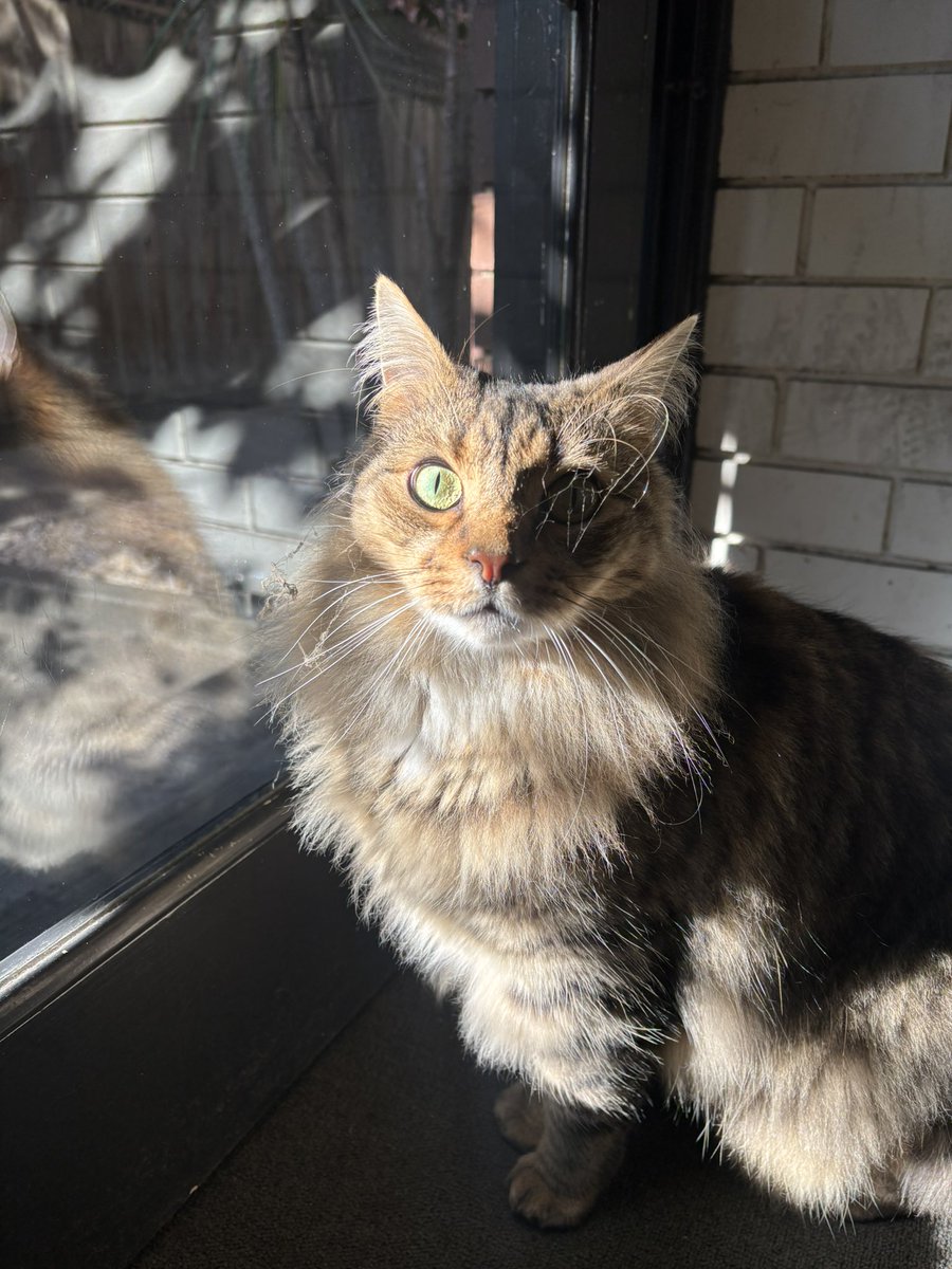 nararofficial's tweet photo. Logged into Twitter just to post my Australian kids 🥹. Simba 🍊 The Shadowcat 🤎 Willowfat 🤍 Salem 🖤 https://t.co/4eCHwb9ztj