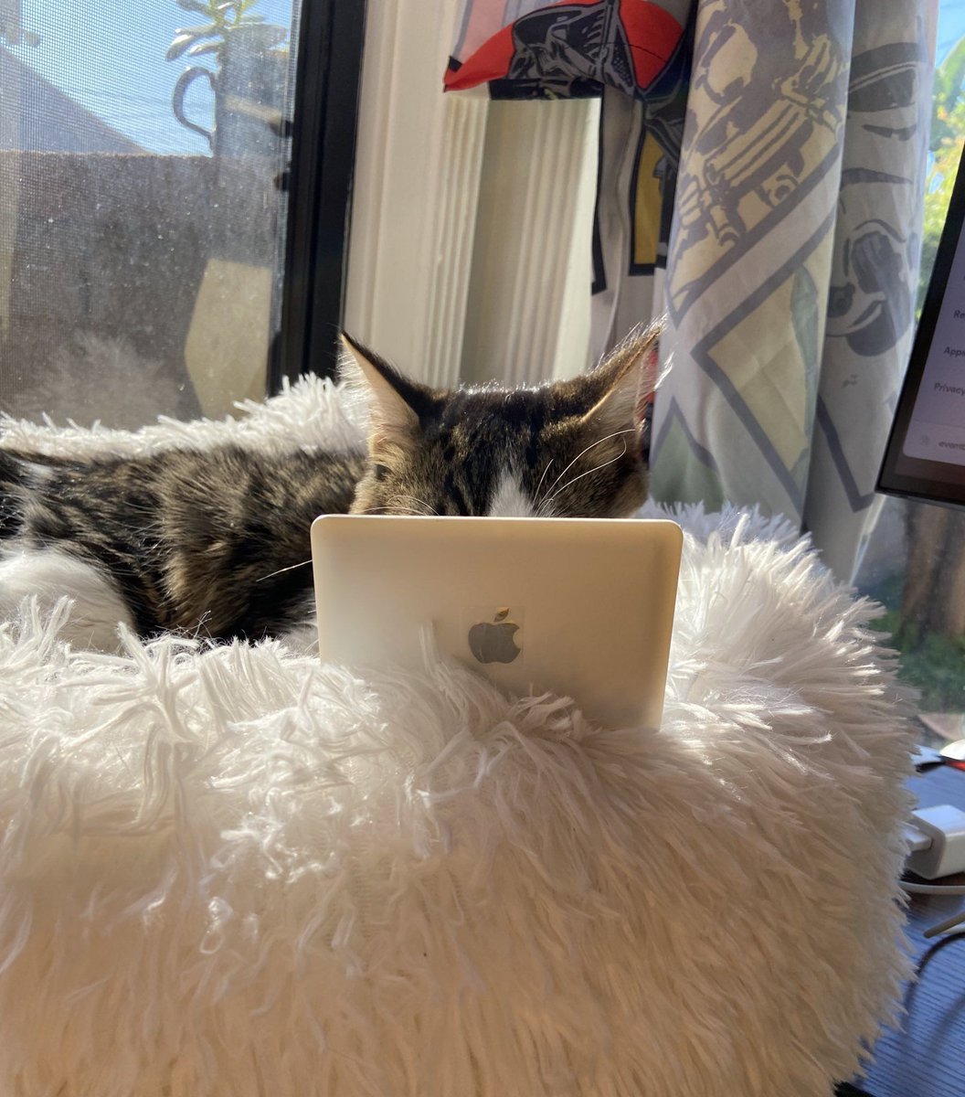 CatWorkers's tweet photo. https://t.co/wdIgu7f02E
