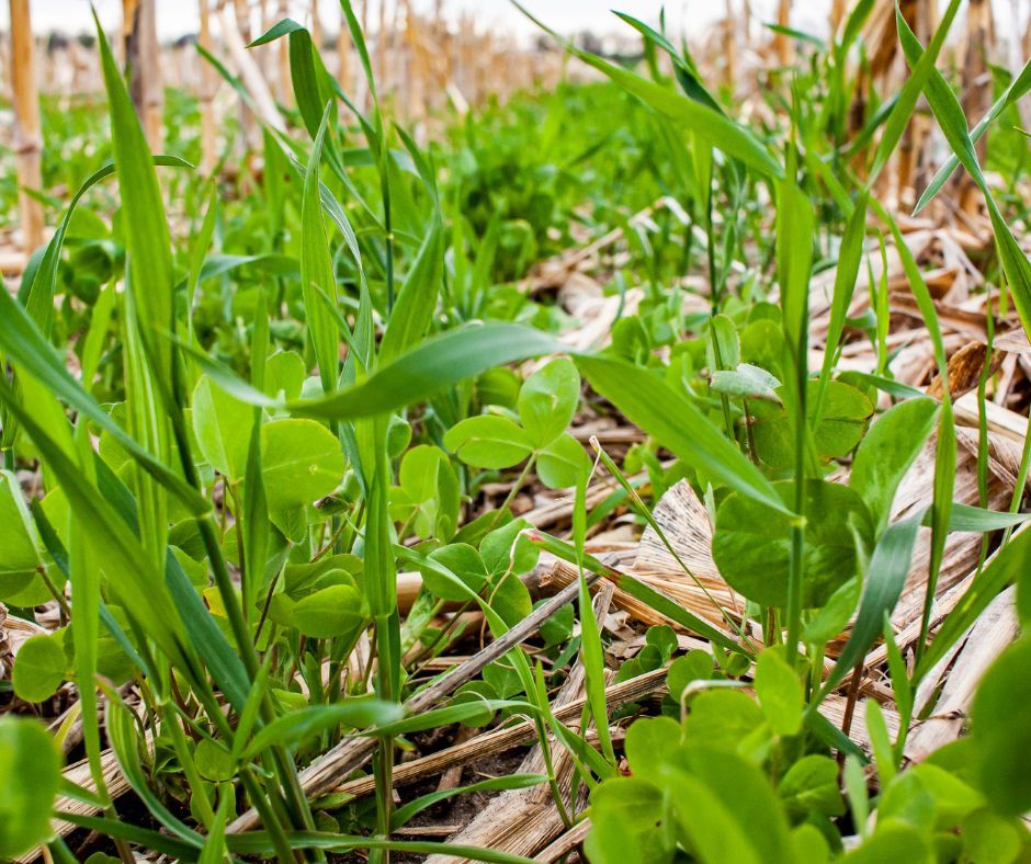 SOTWMilling's tweet photo. Sustainability Saturday: MSU Extension’s July 30 webinar on Late Summer and Fall Cover Crops with Dr. Brook Wilke will cover key decisions for successful establishment and soil health benefits.
Learn more: https://t.co/qX2GXLOh53
#SustainabilitySaturday #CoverCrops #MichiganAg https://t.co/EjS6U2Srm7