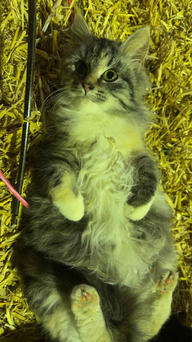 Jessica_jclan's tweet photo. @kiyocosplay Here you go, two kittens from around the farm https://t.co/y1krJXTQzk