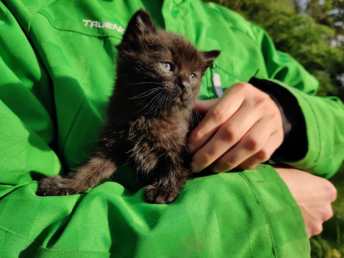 Jessica_jclan's tweet photo. @kiyocosplay Here you go, two kittens from around the farm https://t.co/y1krJXTQzk