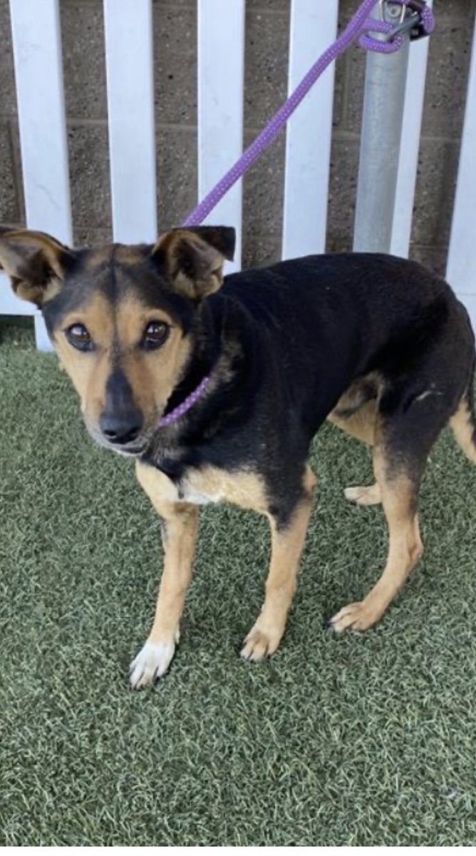 KellyG581976179's tweet photo. 🙏🐾Adopters and  Fosters Desperately needed in North Central California 

This is precious Mushu.  He is a Manchester terrier mix , is neutered, and the shelter thinks he’s 11 years old.  He looks good for his age.

He is due to be killed, Monday 7/27 at 6:30‼️

He is located at, Stanislaus Animal Services Agency, in Modesto, CA.

This little guy should be living his final years in comfort and feeling loved , not sitting in a concrete kennel on death row.

Please Go and Adopt, or offer to Foster  Mushu or:

Please Share far and wide to help him find his Hero🏡🙏