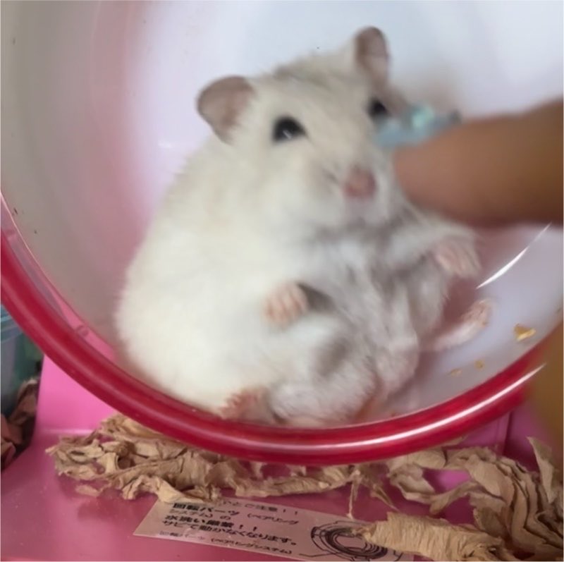 ハム大好き⳻ ̫⳺ tweet media