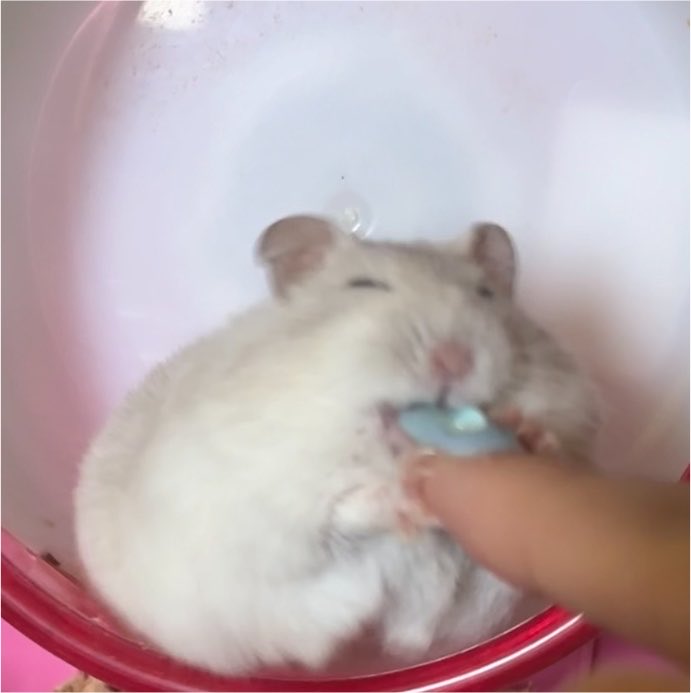 ハム大好き⳻ ̫⳺ tweet media