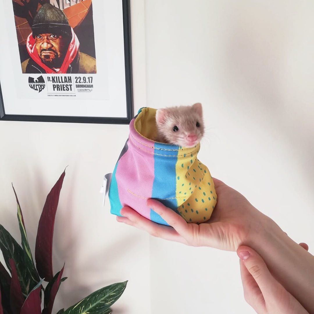 FerretPerHour's tweet photo. https://t.co/AzWKIG5OMU