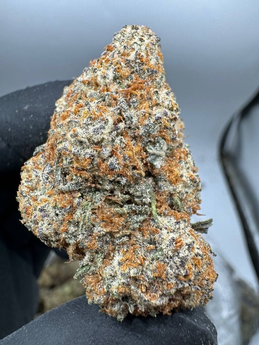 Weeb4775's tweet photo. Wech la teams  command ta #3mmc🍂 #weed🍂 #beuh🍂 #shit🍂 #champi🍂 #4mmc🍂 etc...dispo 
☎️telegram👉@LivreursH24
☎️sap👉 +33 7 45 33 63 15

#3MMC #drogue #sexe #weed #cannabis #24luglio2026 https://t.co/qJuxU4bFdf