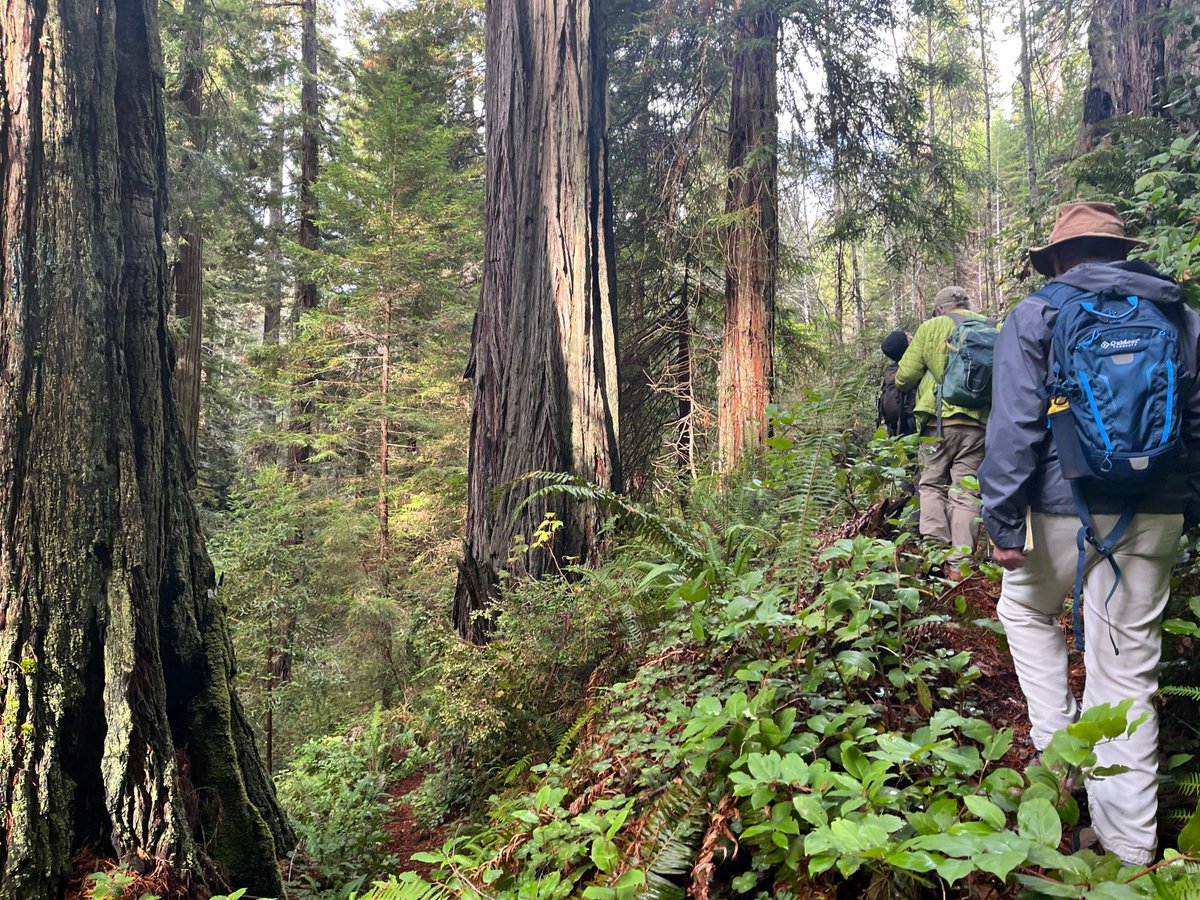 BLMca's tweet photo. Ancient redwoods meet accessible adventure. Guided hike w/ ASL interpretation near Fortuna, Aug 2, 1-5 PM. Space limited, RSVP required. Details: https://t.co/Bpl70EcdQP https://t.co/tLsehkhLJ2
