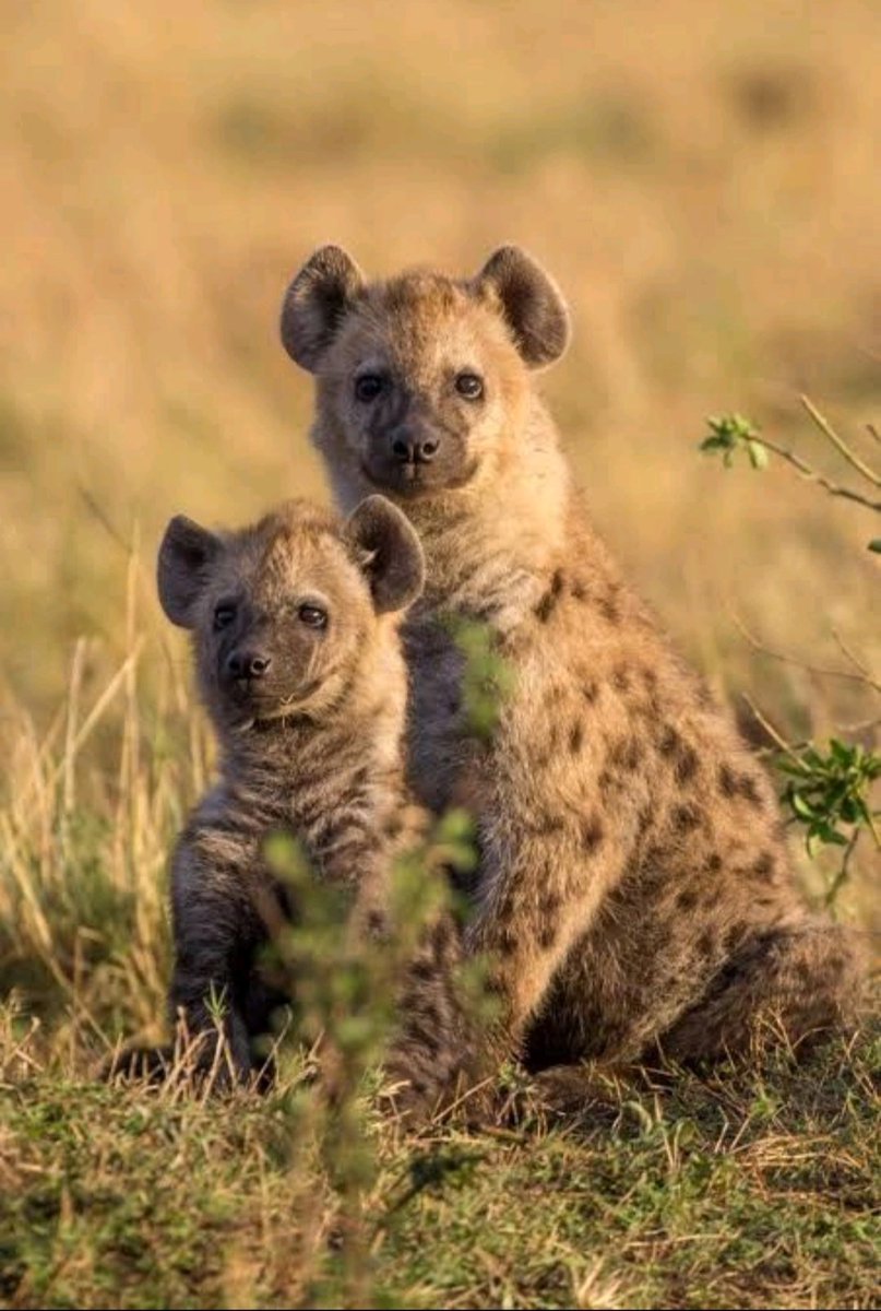 WorldofZoology's tweet photo. In spotted #hyena clans, privilege runs through the maternal line. Cubs irnherit their mother’s rank, giving alpha-female families better access to food and higher survival. 🐾 #Hyenas
https://t.co/sbIfr70uaG https://t.co/SigknWbtKK