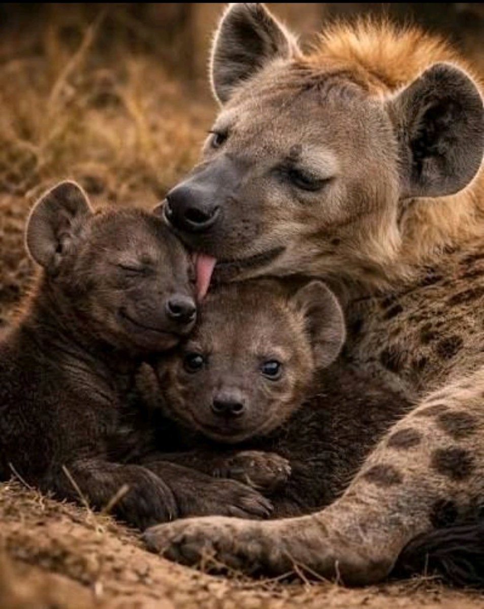WorldofZoology's tweet photo. In spotted #hyena clans, privilege runs through the maternal line. Cubs irnherit their mother’s rank, giving alpha-female families better access to food and higher survival. 🐾 #Hyenas
https://t.co/sbIfr70uaG https://t.co/SigknWbtKK