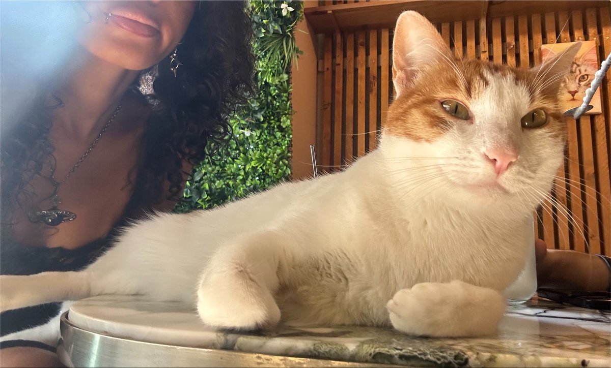 POEMDELFIA's tweet photo. bar à minou https://t.co/25mjTZNhHh