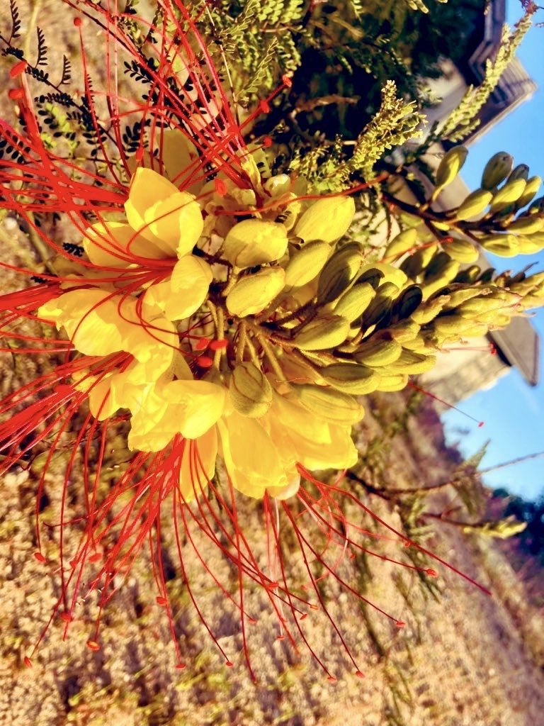 KUKITA07's tweet photo. Buenos días y felíz sábado amigos x!😃El amor es el agua de la vida
Bébelo con todo tu corazón y alma ❤️
Rumi #BuenosdiasAtodos #Holamundo #Bonjour #Buongiorno #SalamAlaikum #Gunaydin #HappySaturdayeveryone 🥰😍🌺🌻🌼🕊🕊🕊🕊 https://t.co/ca4NPmcUka