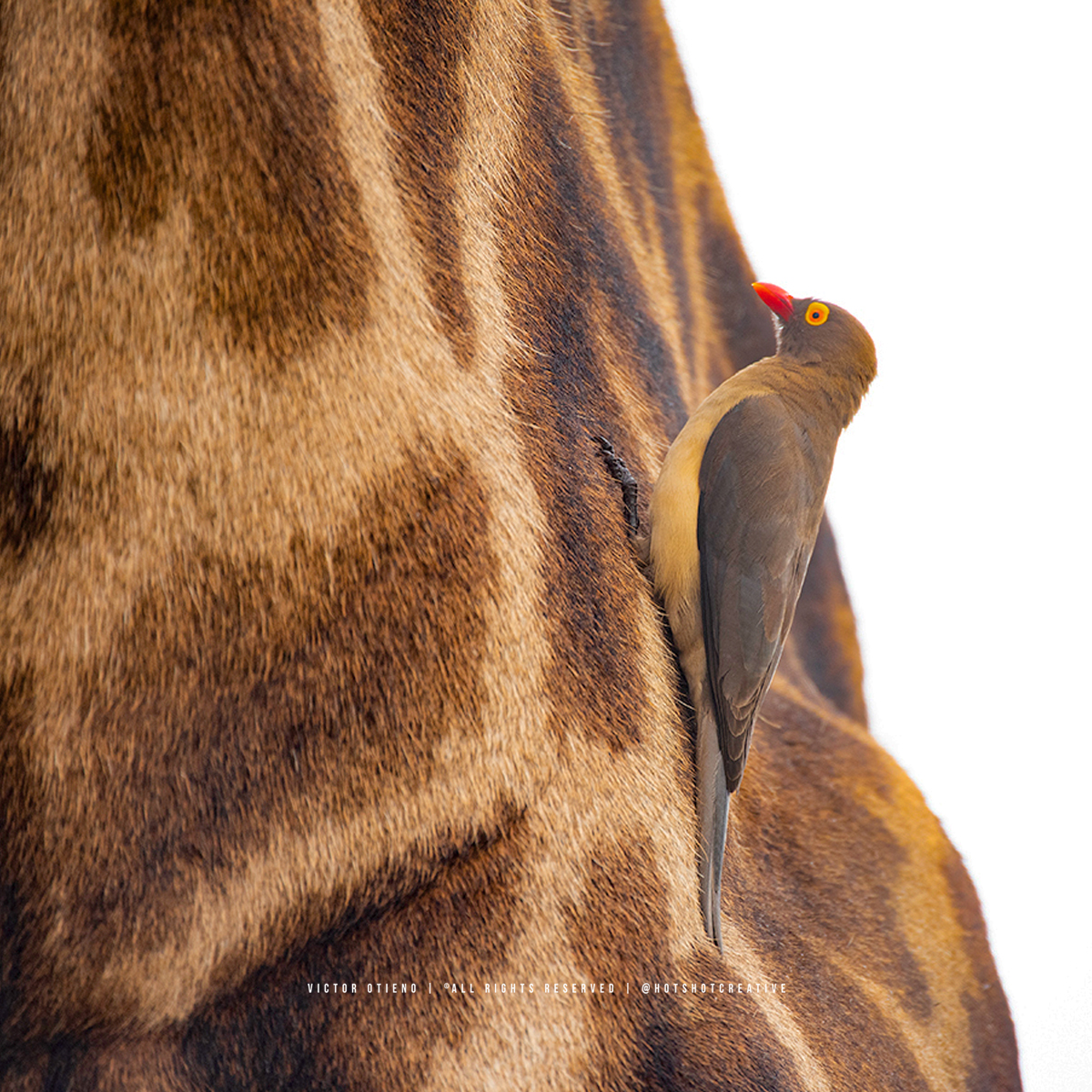 hotshotcreative's tweet photo. Pals.
Red-billed oxpecker (Buphagus erythrorynchus), #NairobiNationalPark #BirdsofKenya #BirdPhotography https://t.co/0aImXDFgfl
