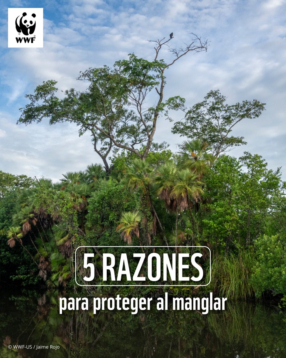 WWF_LAC's tweet photo. La salud de nuestras costas y de nuestro planeta depende de estos increíbles ecosistemas. 🌎💚 https://t.co/HJJFnl8gGd