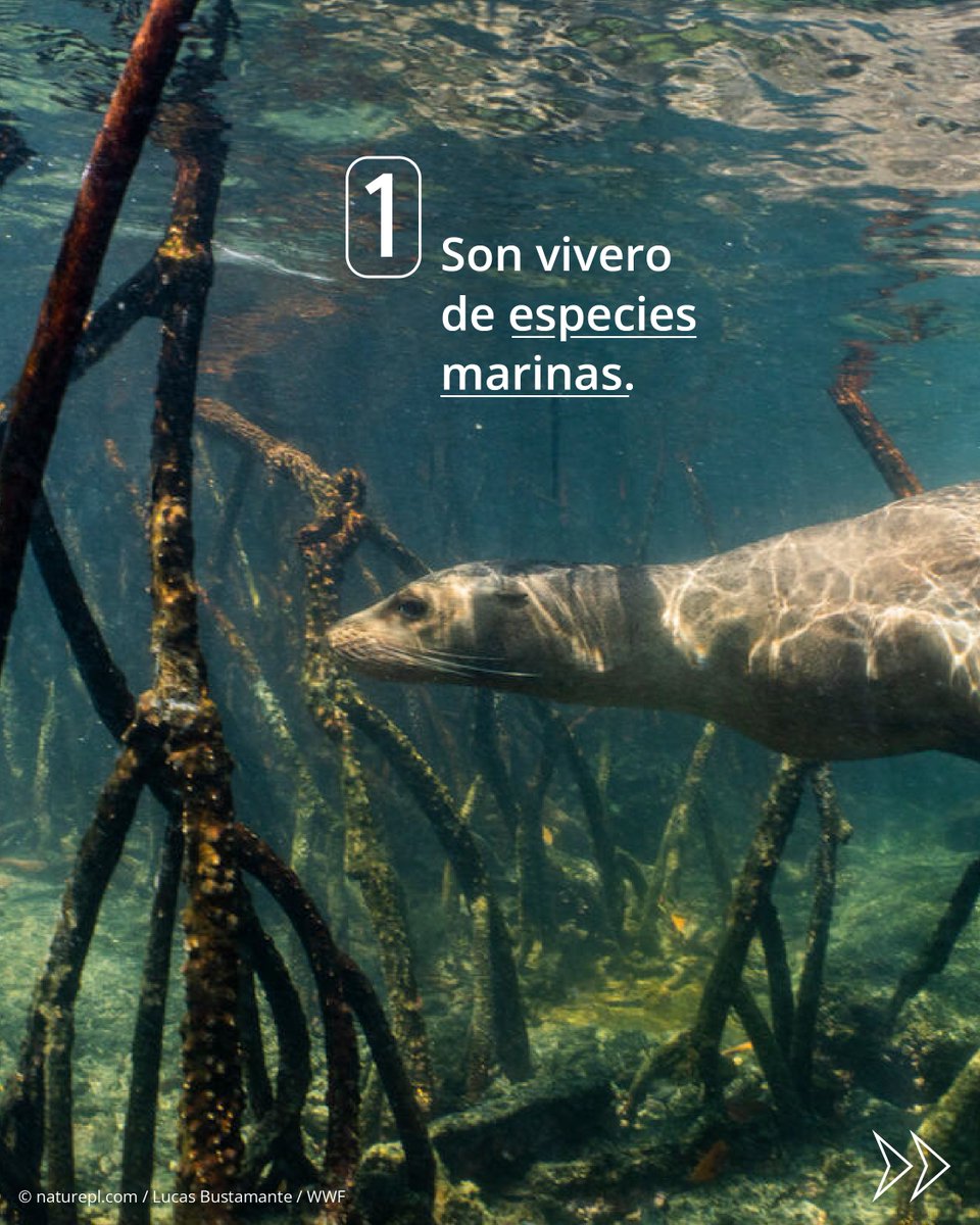 WWF_LAC's tweet photo. La salud de nuestras costas y de nuestro planeta depende de estos increíbles ecosistemas. 🌎💚 https://t.co/HJJFnl8gGd