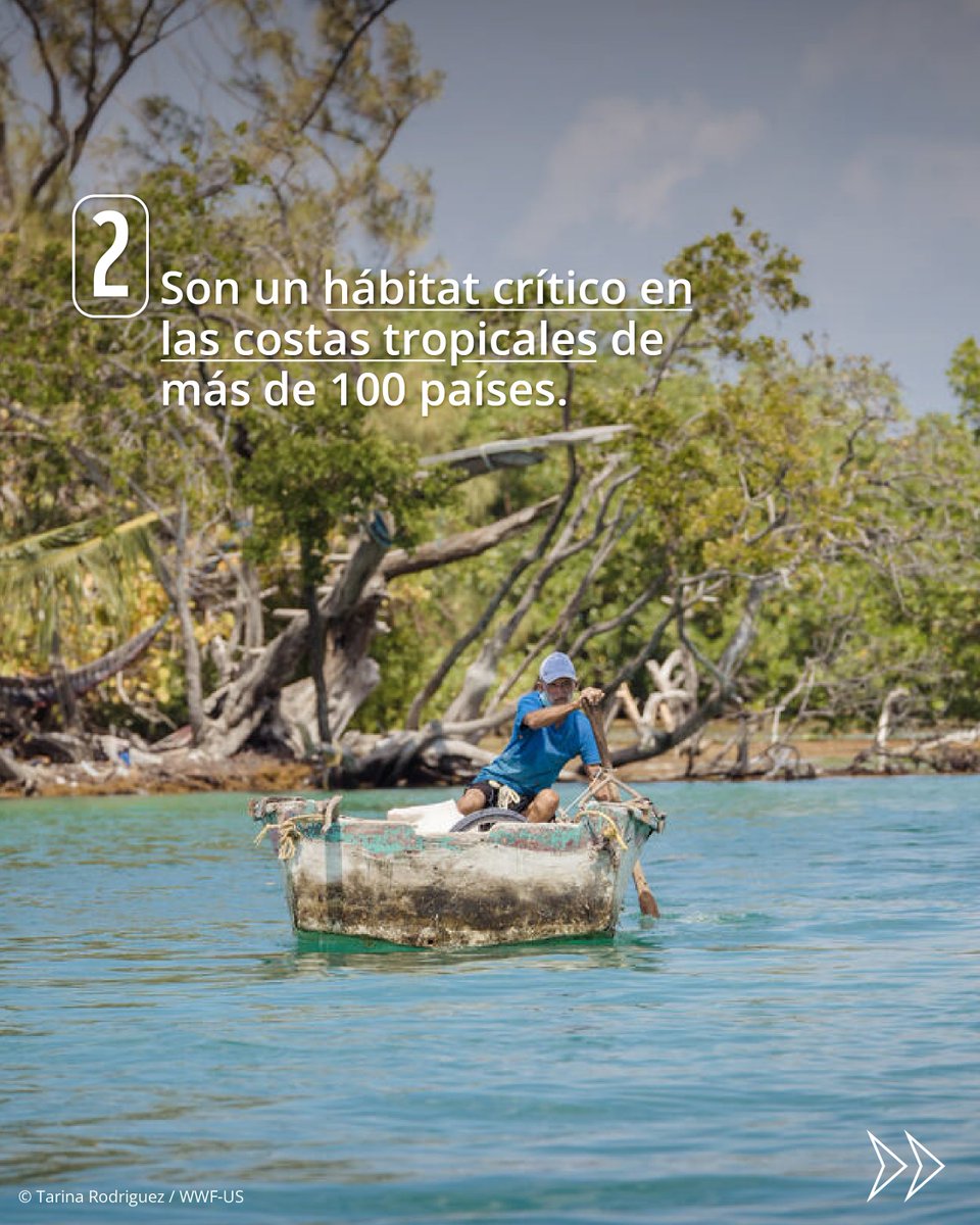 WWF_LAC's tweet photo. La salud de nuestras costas y de nuestro planeta depende de estos increíbles ecosistemas. 🌎💚 https://t.co/HJJFnl8gGd