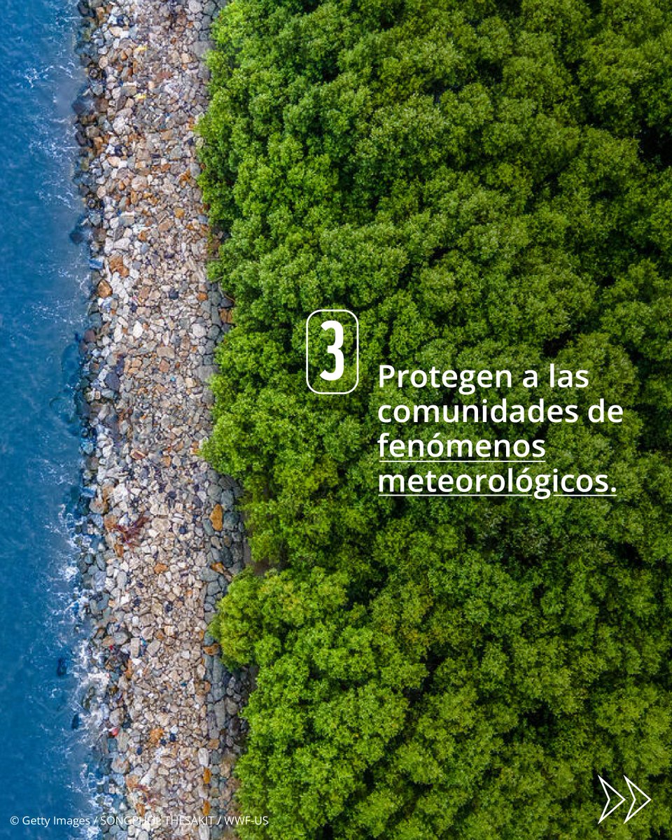 WWF_LAC's tweet photo. ¿Conocías todos estos beneficios? ¡Guarda este post y compártelo para ayudarnos a crear conciencia sobre su protección! 🔄👇

#Manglares #Conservación https://t.co/3oLbcGgVtR