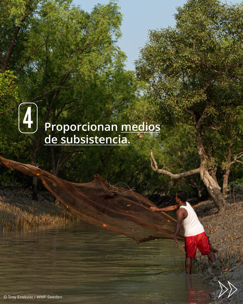 WWF_LAC's tweet photo. ¿Conocías todos estos beneficios? ¡Guarda este post y compártelo para ayudarnos a crear conciencia sobre su protección! 🔄👇

#Manglares #Conservación https://t.co/3oLbcGgVtR