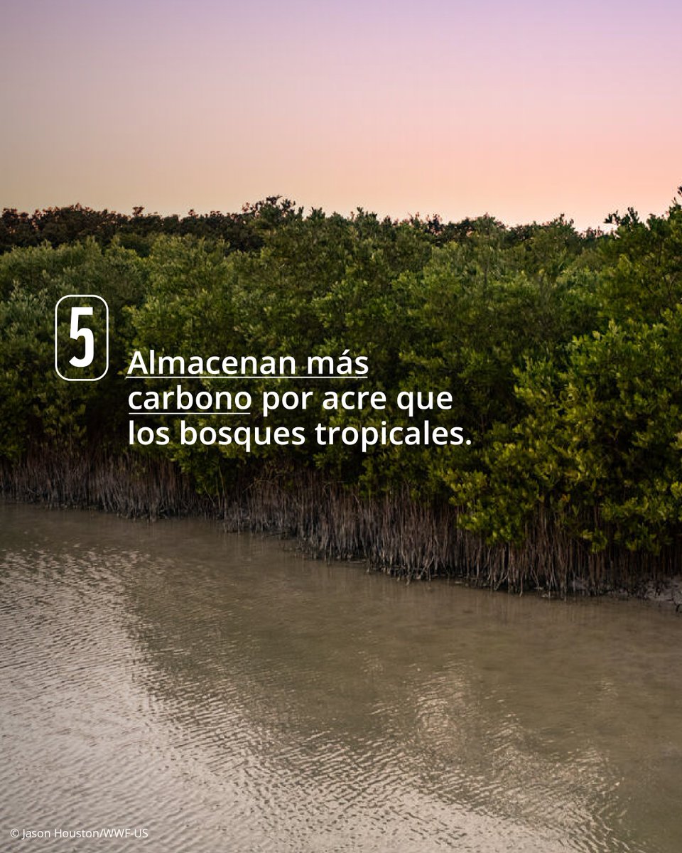 WWF_LAC's tweet photo. ¿Conocías todos estos beneficios? ¡Guarda este post y compártelo para ayudarnos a crear conciencia sobre su protección! 🔄👇

#Manglares #Conservación https://t.co/3oLbcGgVtR