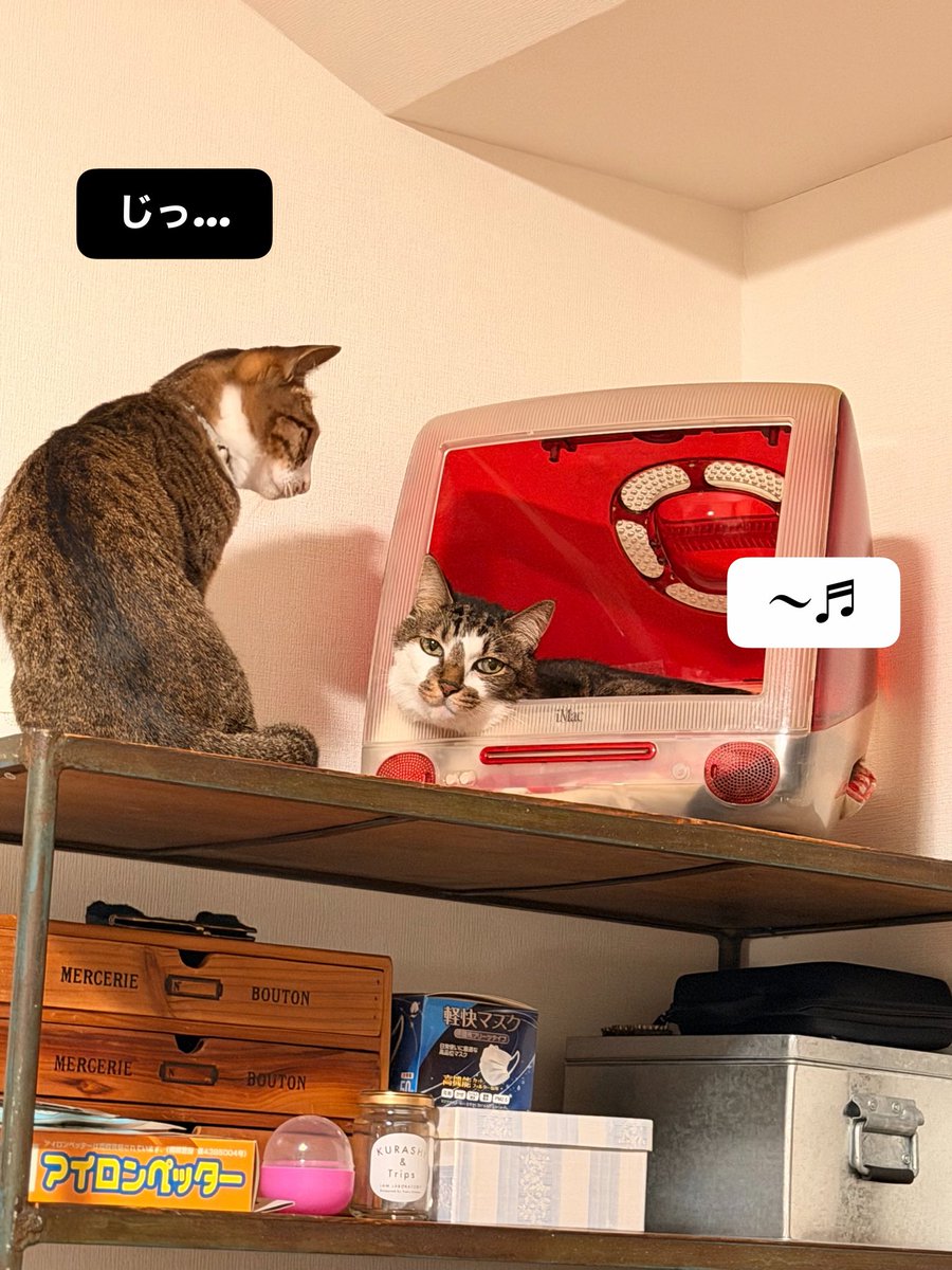 PinocoApollish's tweet photo. 最前列で待つ男

#猫がいる暮らし https://t.co/5R12B46GtX