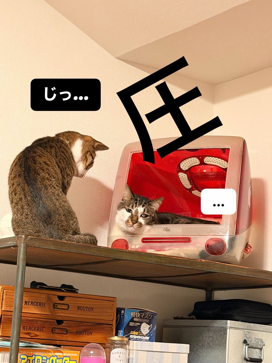 PinocoApollish's tweet photo. 最前列で待つ男

#猫がいる暮らし https://t.co/5R12B46GtX
