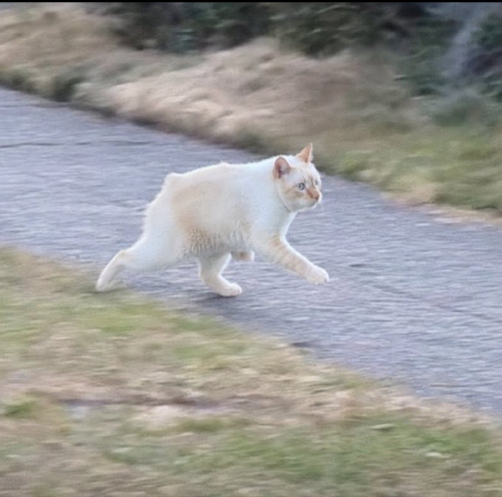 defiiOverlord's tweet photo. $Nenem #NenemtheCat #Nenem https://t.co/Okug0YYYON