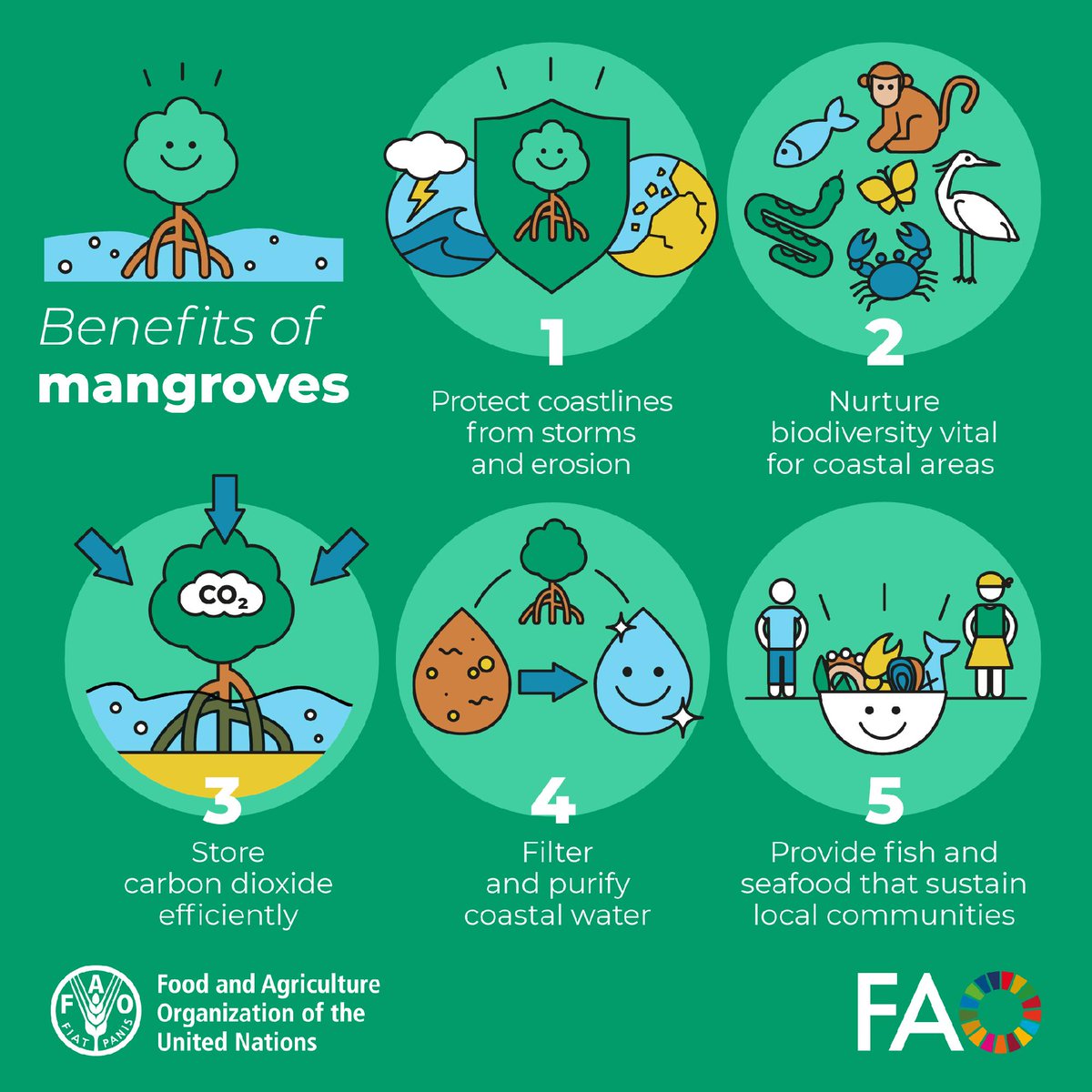 FAO's tweet photo. Mangroves? 

They:

🌊 Protect coastlines
🌱 Sequester carbon efficiently
🐟 Provide vital breeding grounds for fish &amp; crustaceans 
🎣 Ensure food security 

Protecting them is protecting the health of our planet.

#GenerationRestoration #MangroveDay https://t.co/HVJRTsyadR