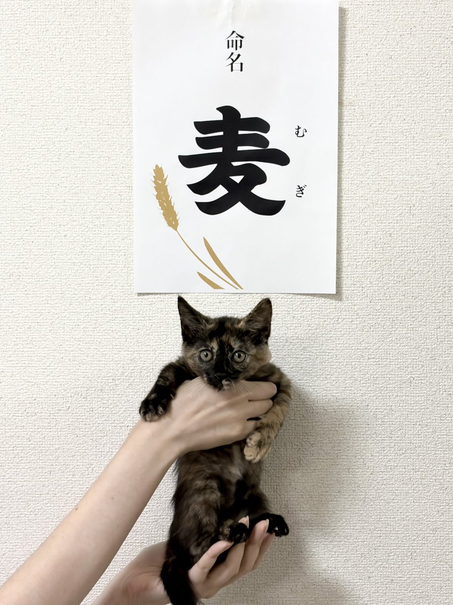 hthl167's tweet photo. フォロワーの猫好き仲間のみんなたちへ

家族が増えました🐱 https://t.co/wiJzDaAQWo