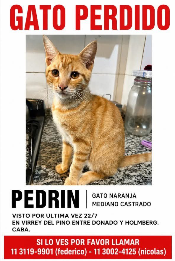 DeGatitos_'s tweet photo. #Perdiamigato 📢📢📢
RT RT RT
SE PERDIO PEDRIN.
GATO NARANJA CASTRADO.
SU FLIA. LO ESTA BUSCANDO.
LO VIERON POR ULTIMA VEZ EL 22/7
C.A.B.A
113119-9901 Federico
113002-4125 Nicolás https://t.co/0PzpVoahcZ