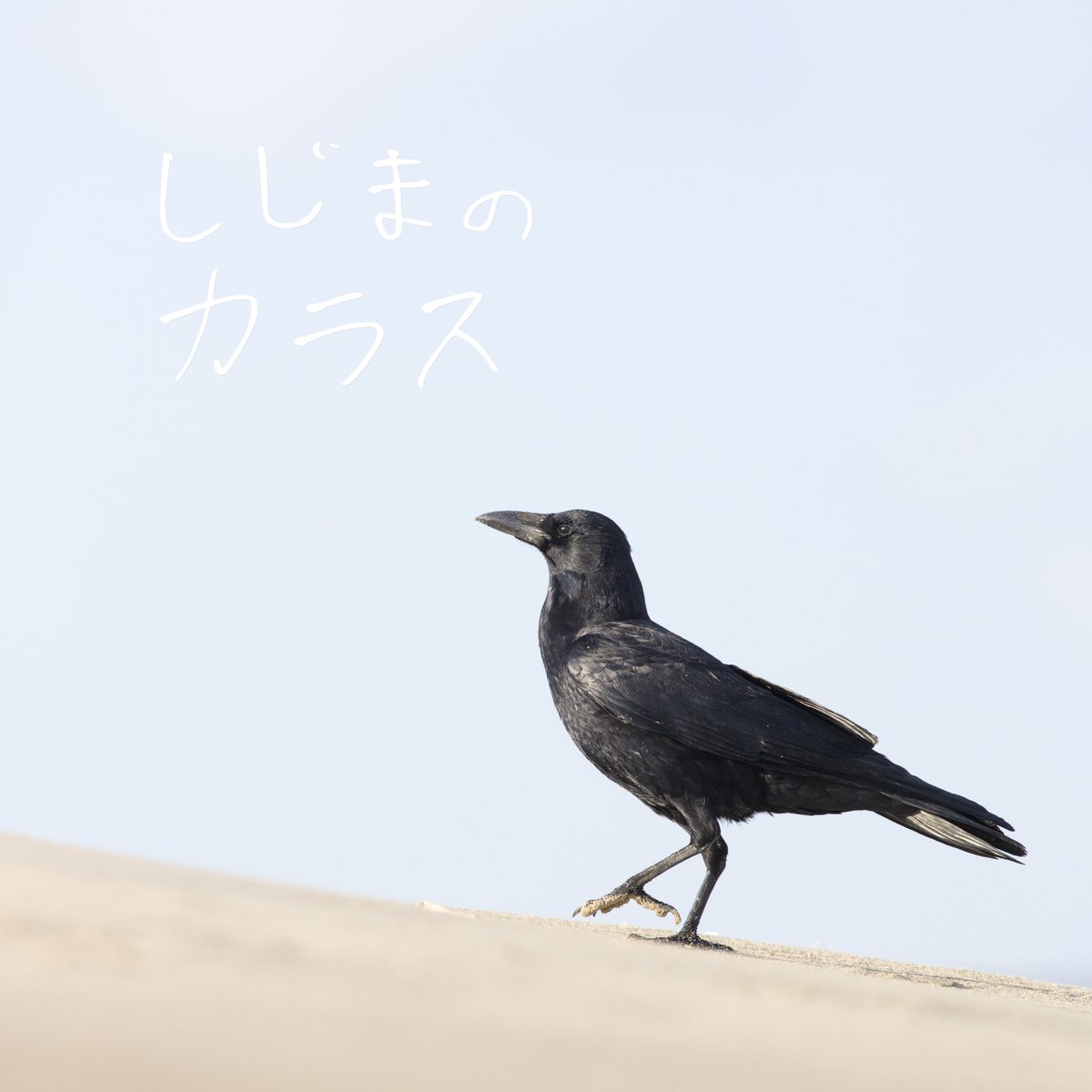 KE_mi's tweet photo. 改めまして写真と短文でつづるカラスの写真集を準備中です。
ハシブトガラスとハシボソガラスを同数収録。

Amazon Kindleで8月1日に発売予定です。 https://t.co/HeePHaxTbj
