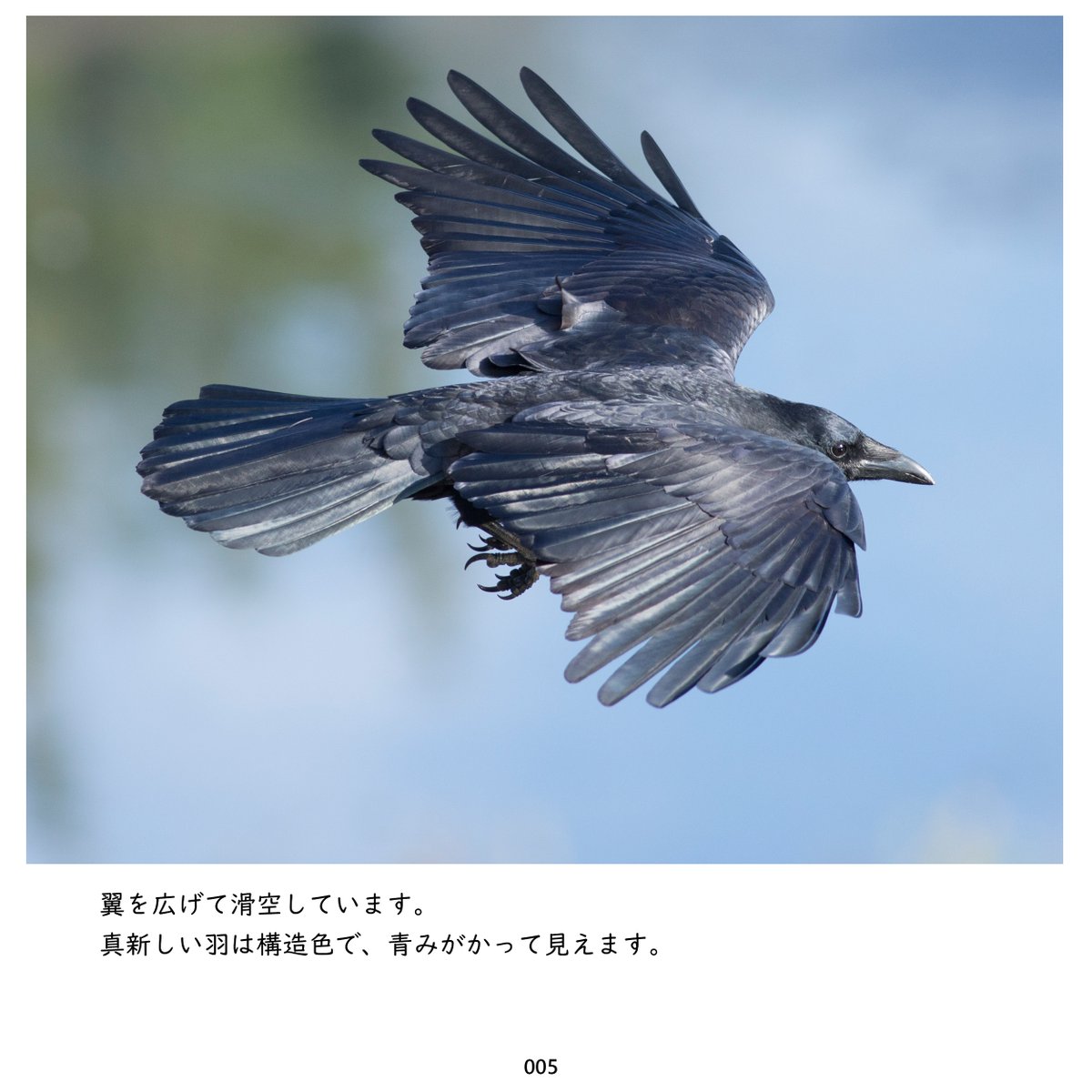 KE_mi's tweet photo. 改めまして写真と短文でつづるカラスの写真集を準備中です。
ハシブトガラスとハシボソガラスを同数収録。

Amazon Kindleで8月1日に発売予定です。 https://t.co/HeePHaxTbj
